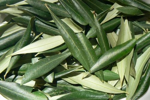 fresh-olive-leaf-500x500 fresh-olive-leaf-500x500